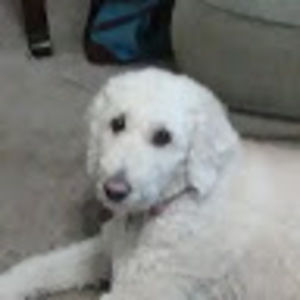 Meet your Posher, Jack